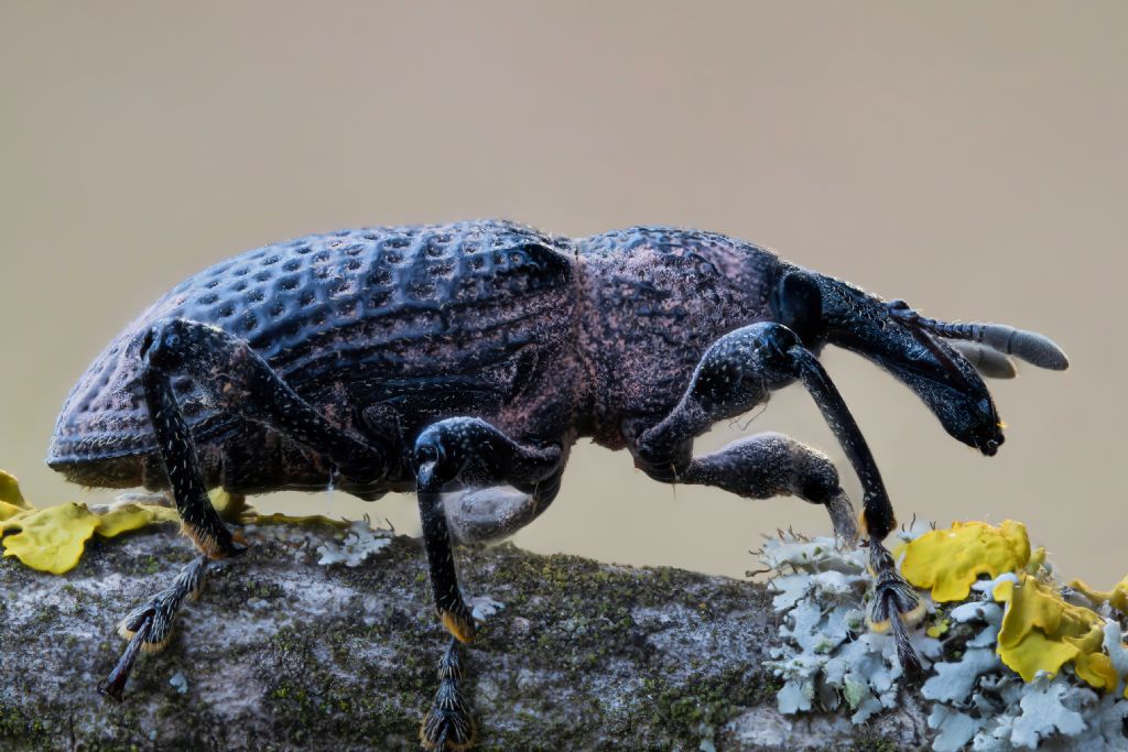 Curculionidae - Aclees taiwanensis? Sì.